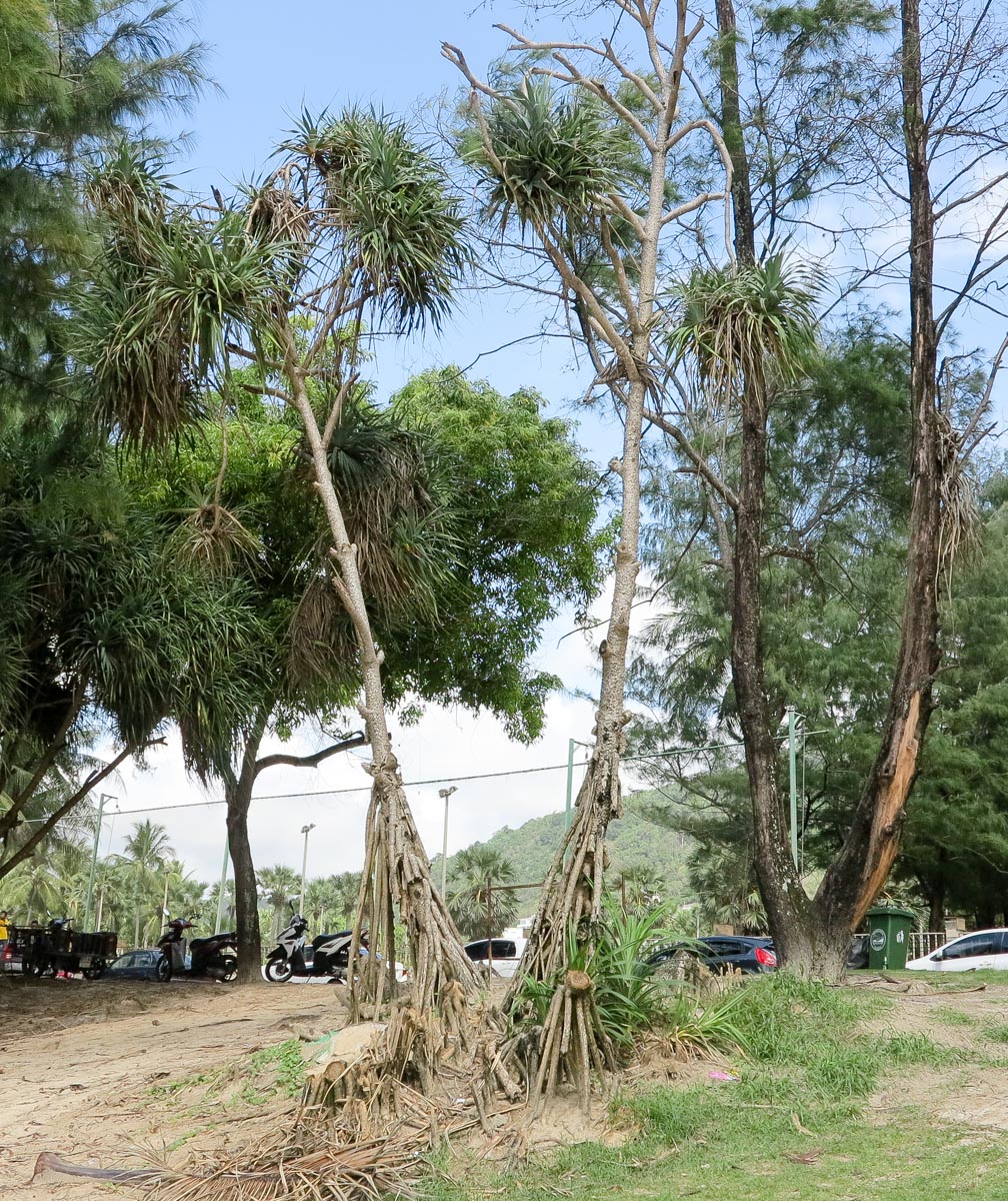 Image of Pandanus tectorius specimen.