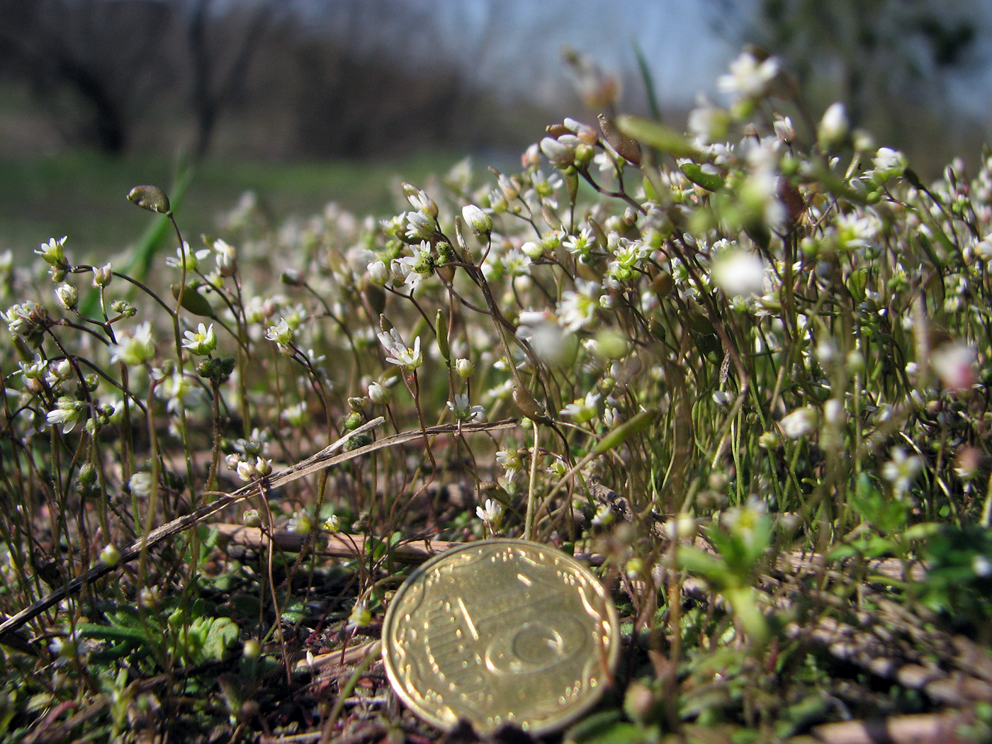 Image of Erophila verna specimen.