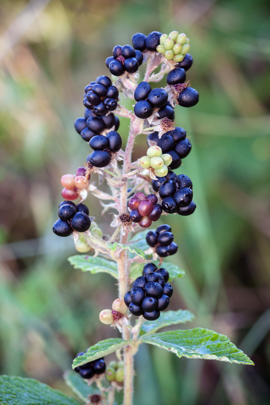 Image of genus Rubus specimen.