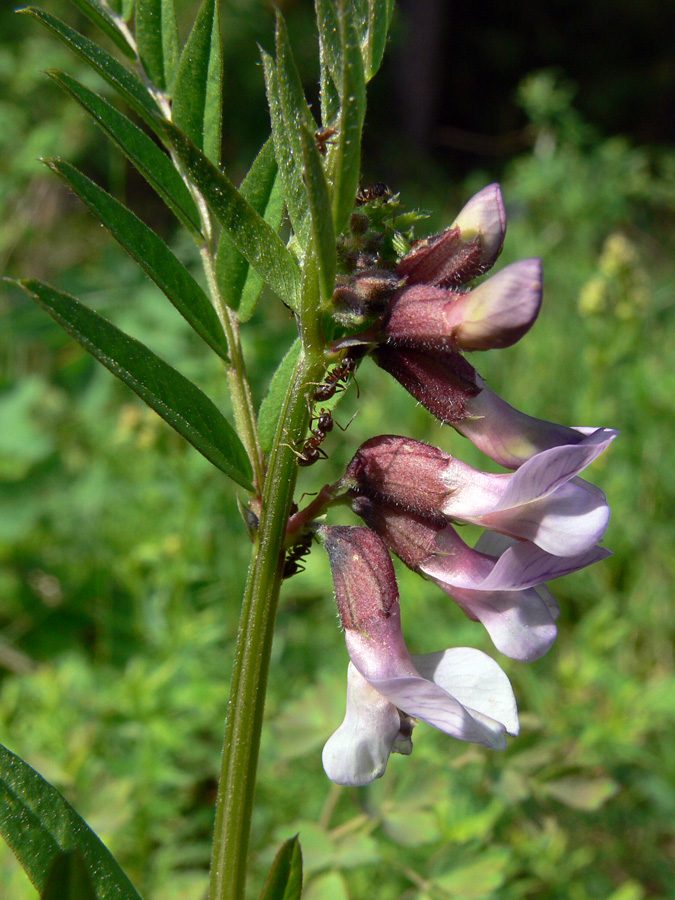 Image of Vicia sepium specimen.