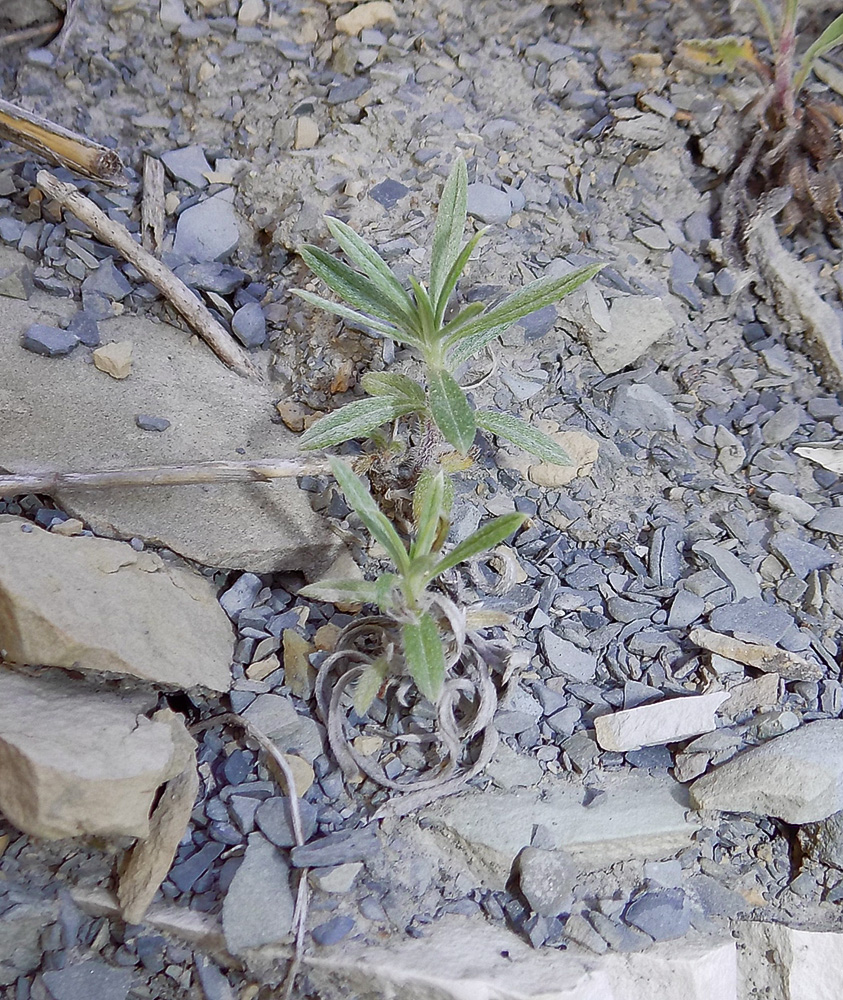 Image of Onosma polyphylla specimen.