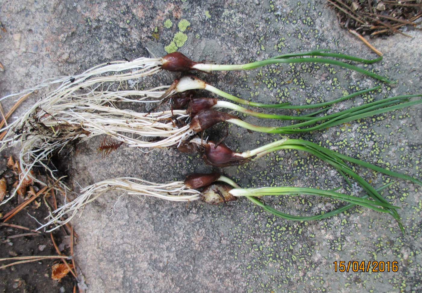 Image of Allium oliganthum specimen.