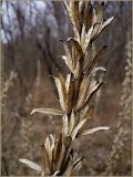 Oenothera biennis