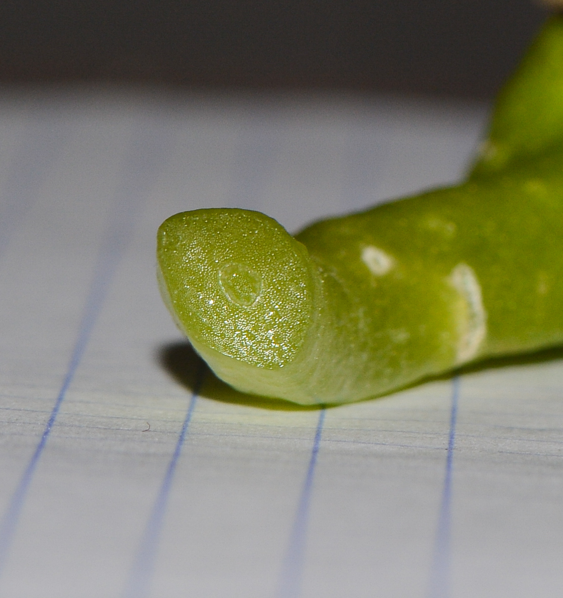 Image of Glottiphyllum linguiforme specimen.