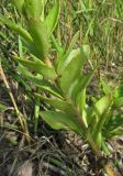 Hylotelephium triphyllum. Нижняя часть побега. Новосибирская обл., г. Новосибирск, окр. Академгородка, побережье Новосибирского вдхр., луговая поляна среди прибрежной древесно-кустарниковой растительности. 5 августа 2017 г.