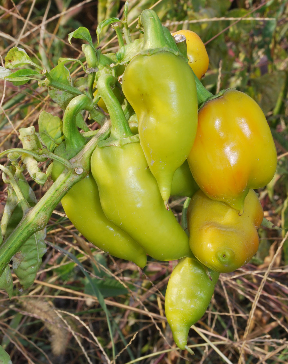 Image of Capsicum annuum specimen.