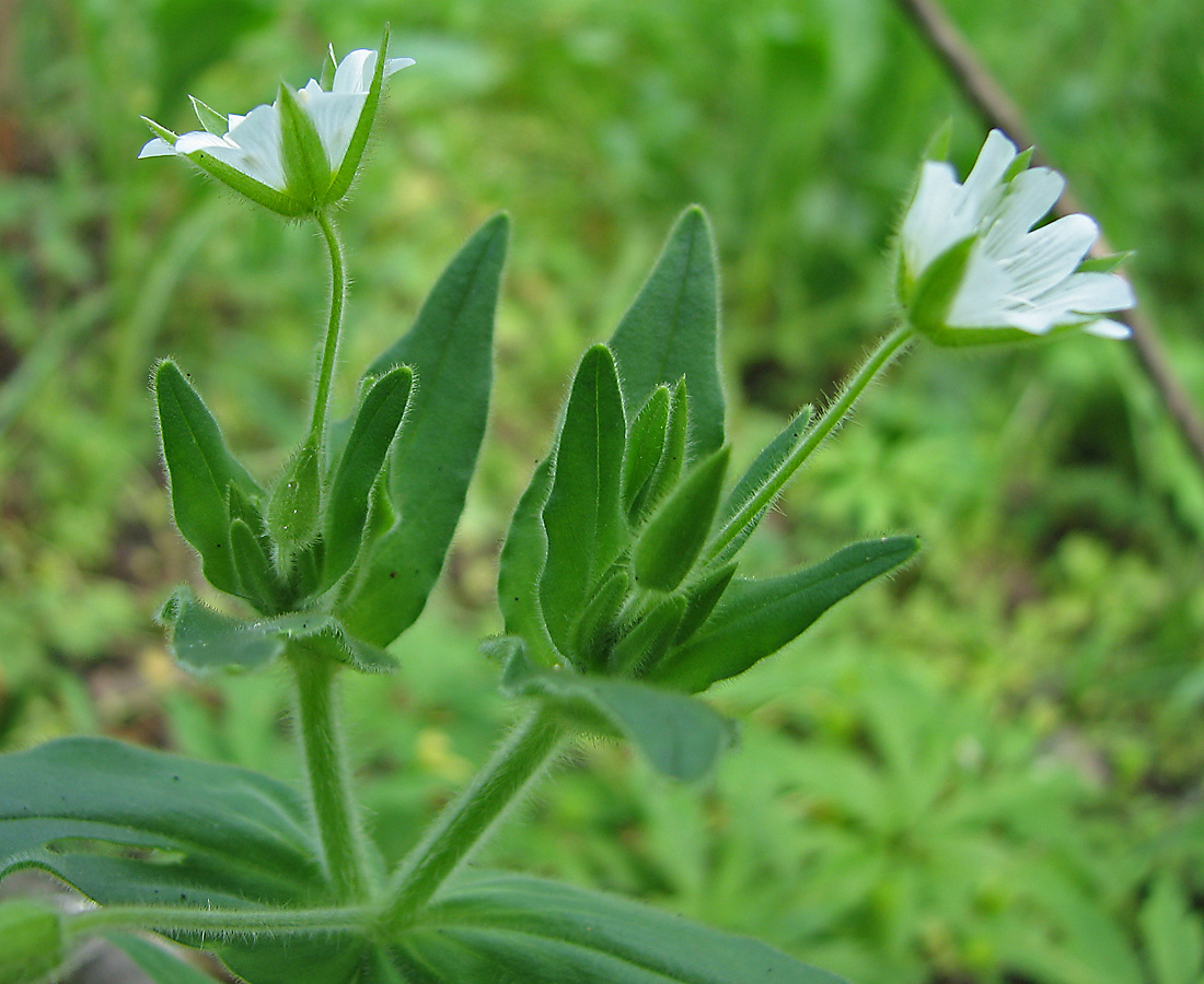 Image of Cerastium nemorale specimen.