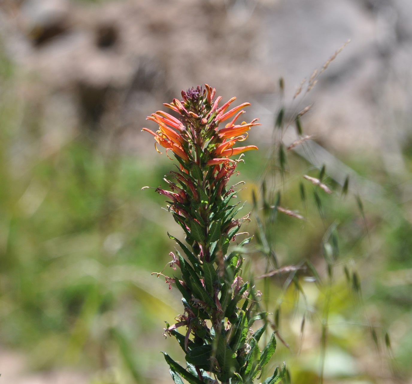 Image of Lobelia excelsa specimen.