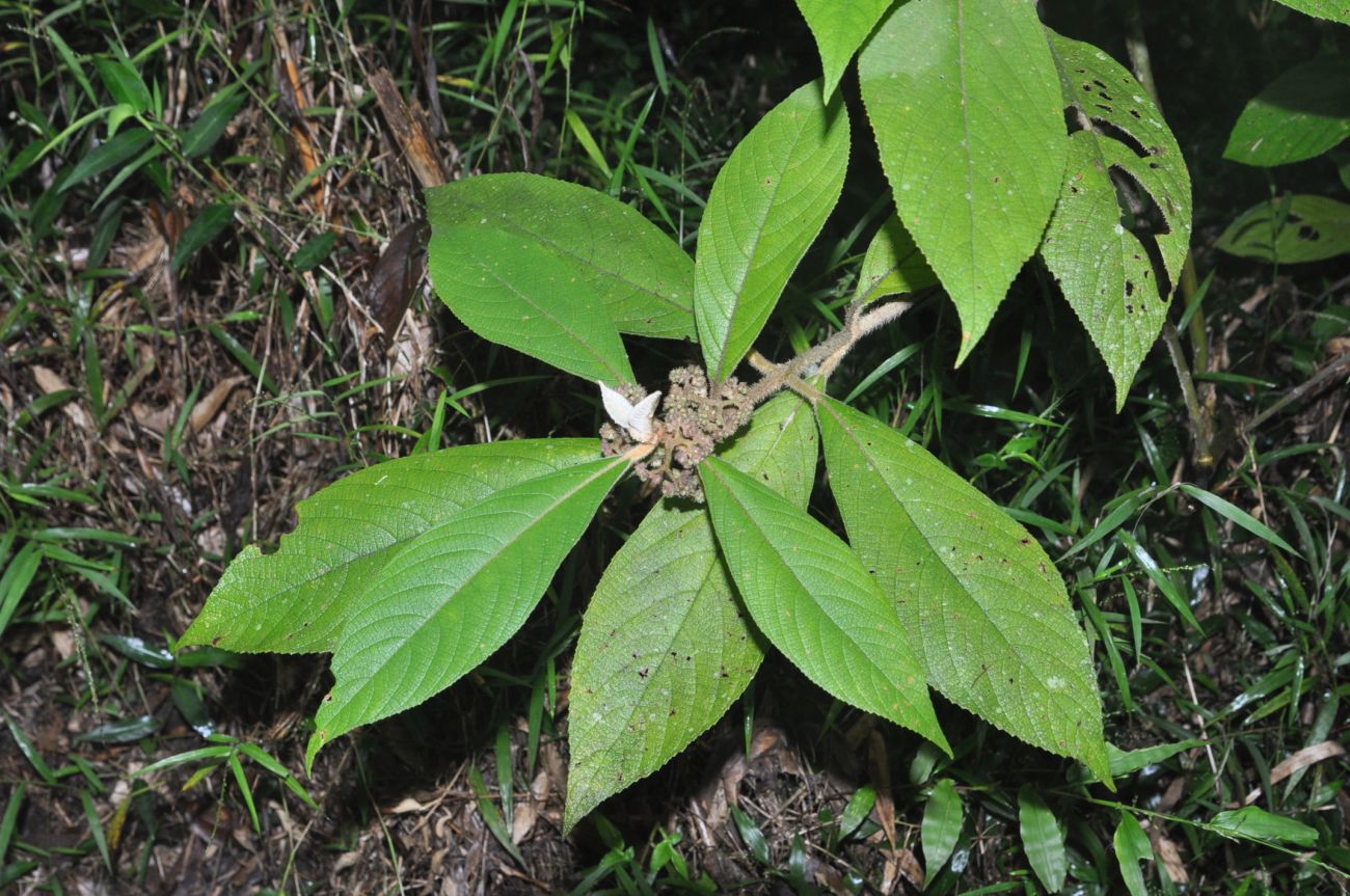 Image of Callicarpa kochiana specimen.