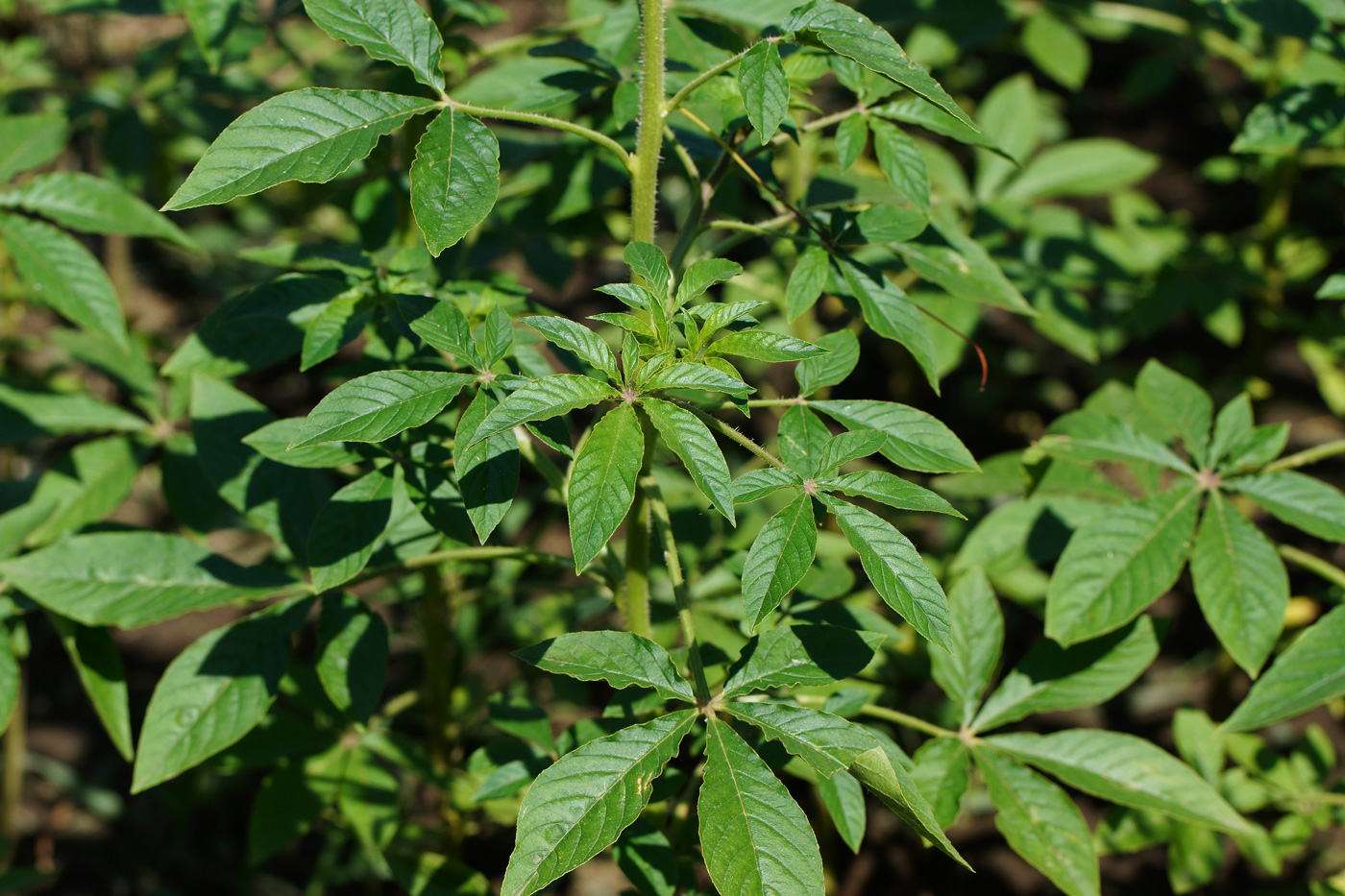 Image of Tarenaya hassleriana specimen.