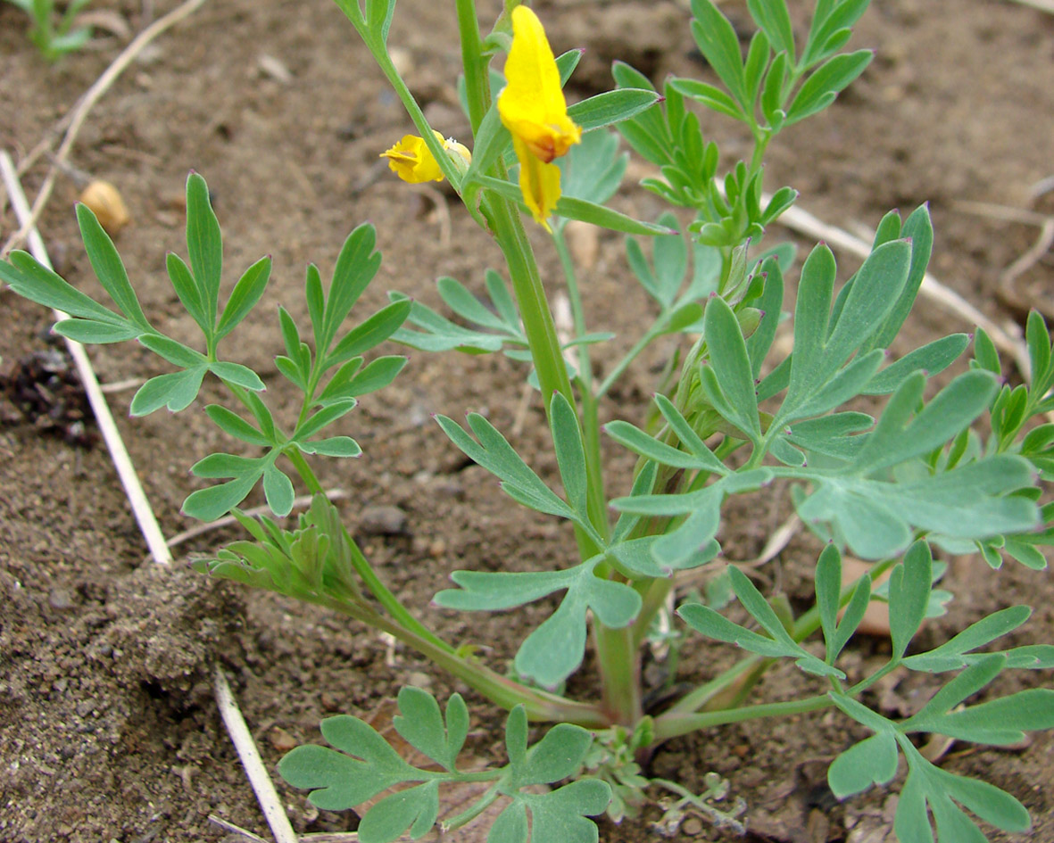 Image of Corydalis sibirica specimen.