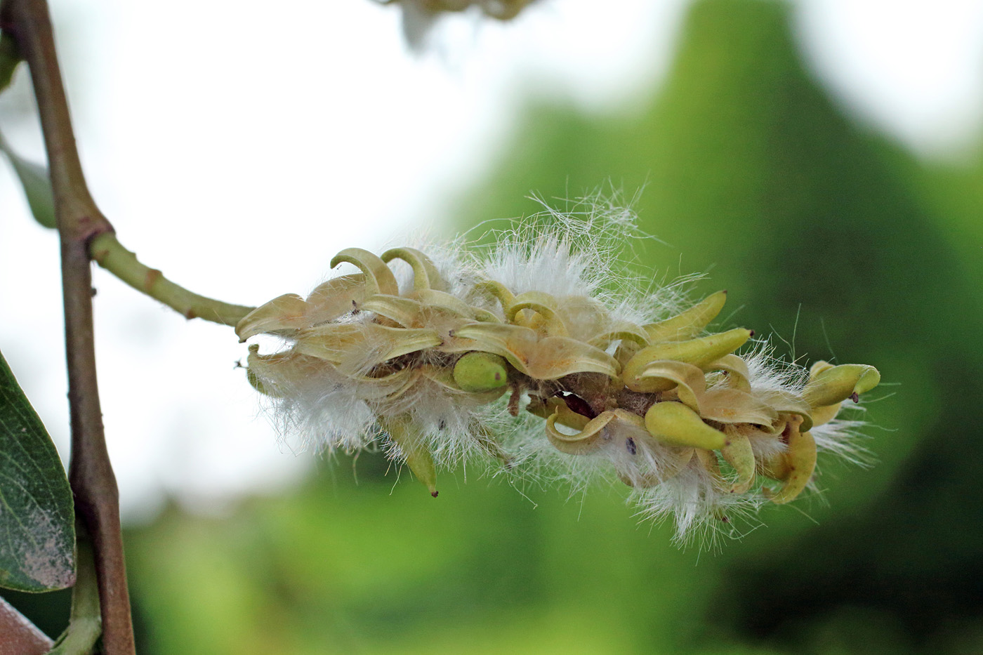 Image of Salix alba specimen.