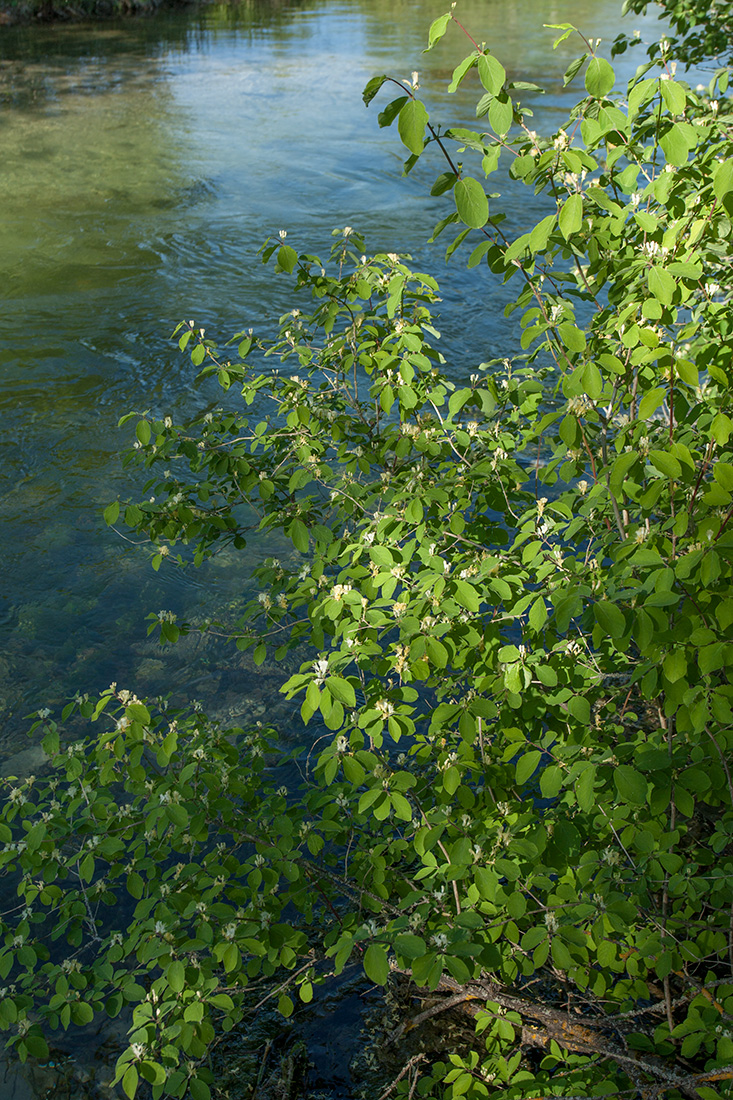 Image of Lonicera xylosteum specimen.