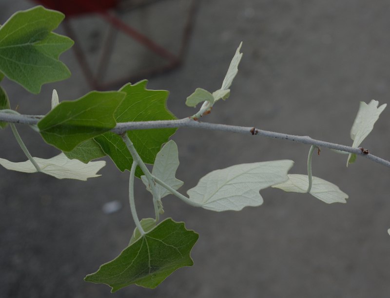 Image of Populus alba specimen.