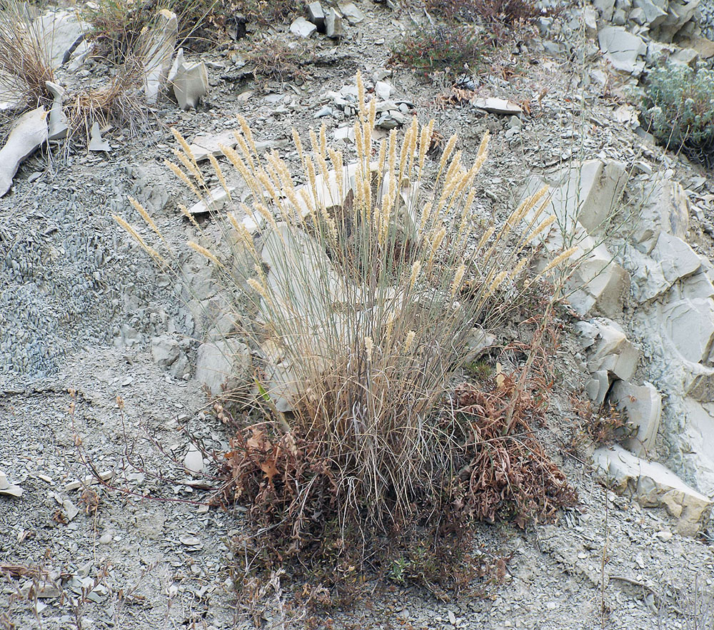 Image of Melica transsilvanica specimen.