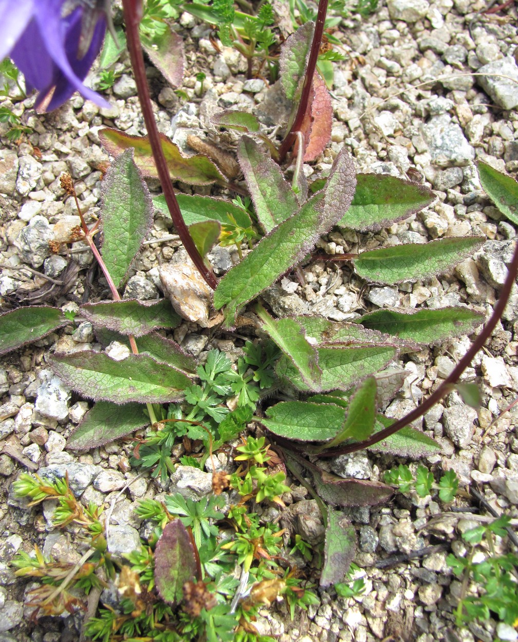 Image of Campanula collina specimen.