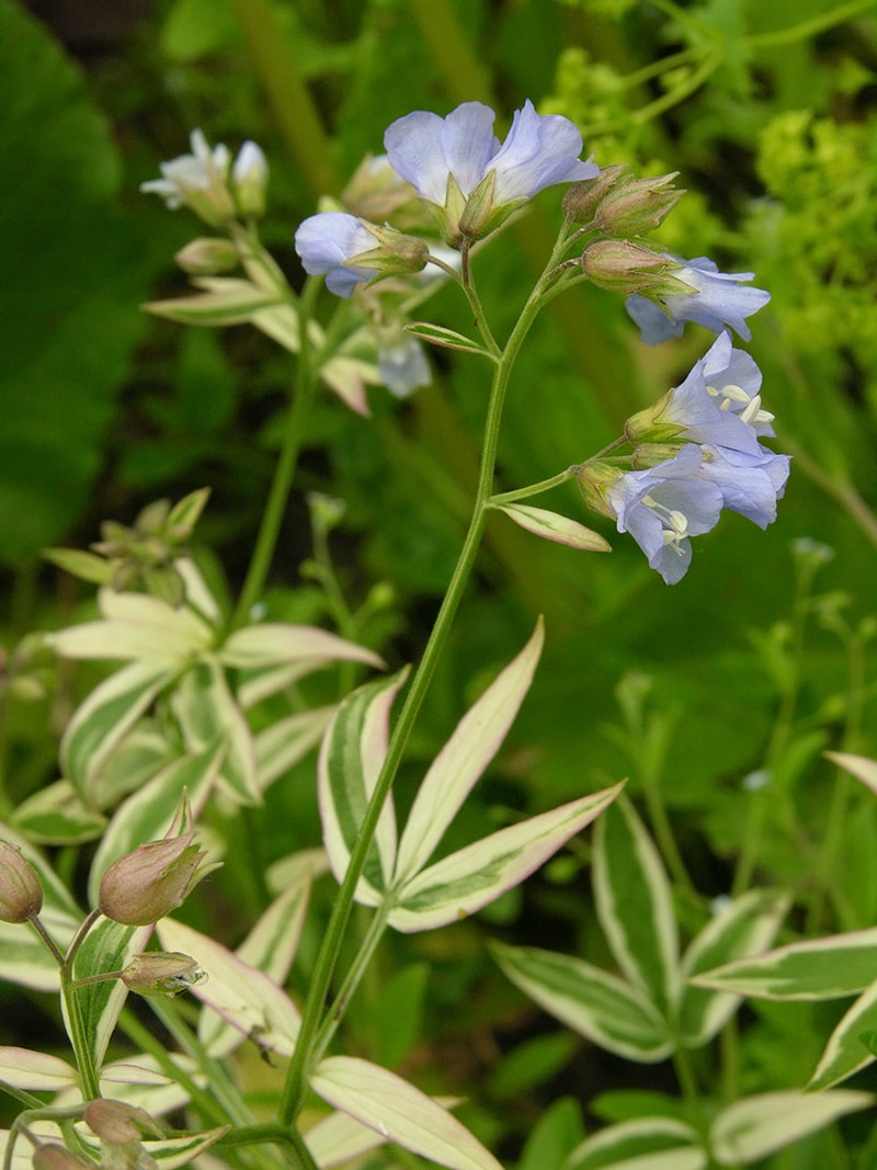 Image of Polemonium reptans specimen.