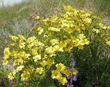 Linum flavum. Цветущие растения. Татарстан, г. Бавлы. 02.06.2010.