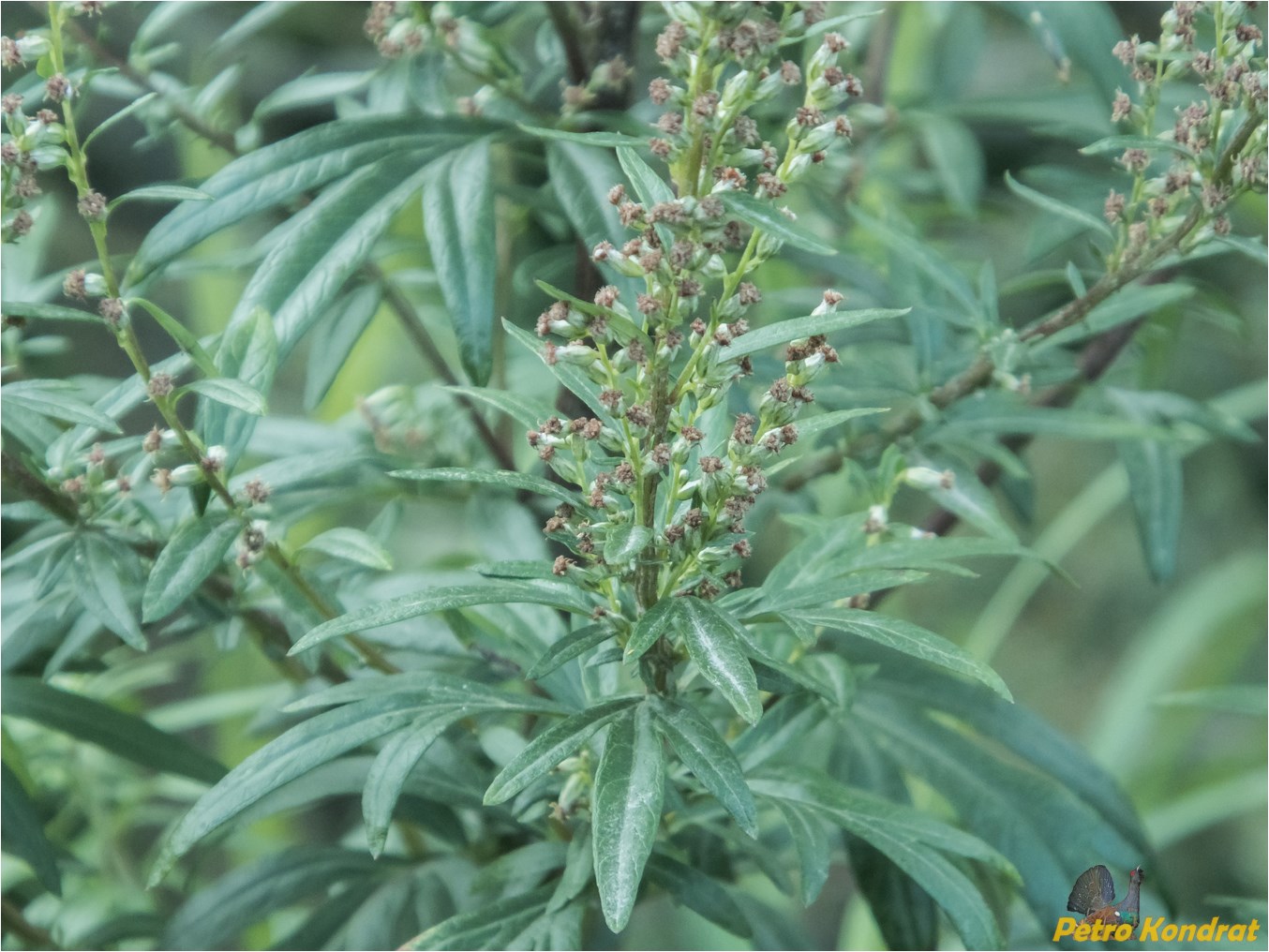 Image of Artemisia vulgaris specimen.