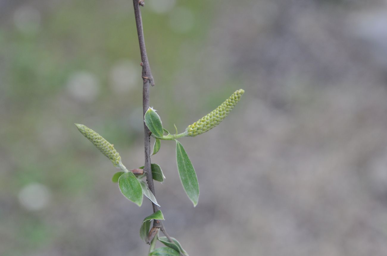 Image of genus Salix specimen.