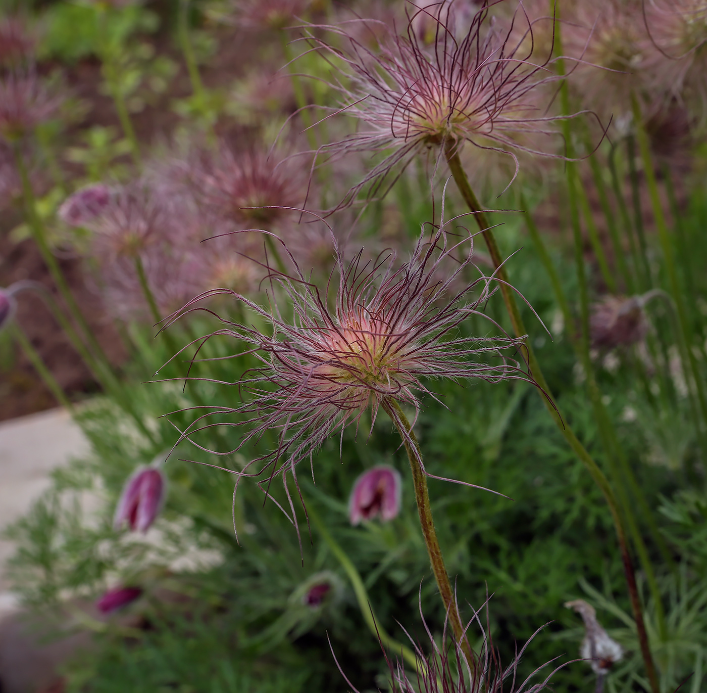 Image of Pulsatilla vulgaris specimen.