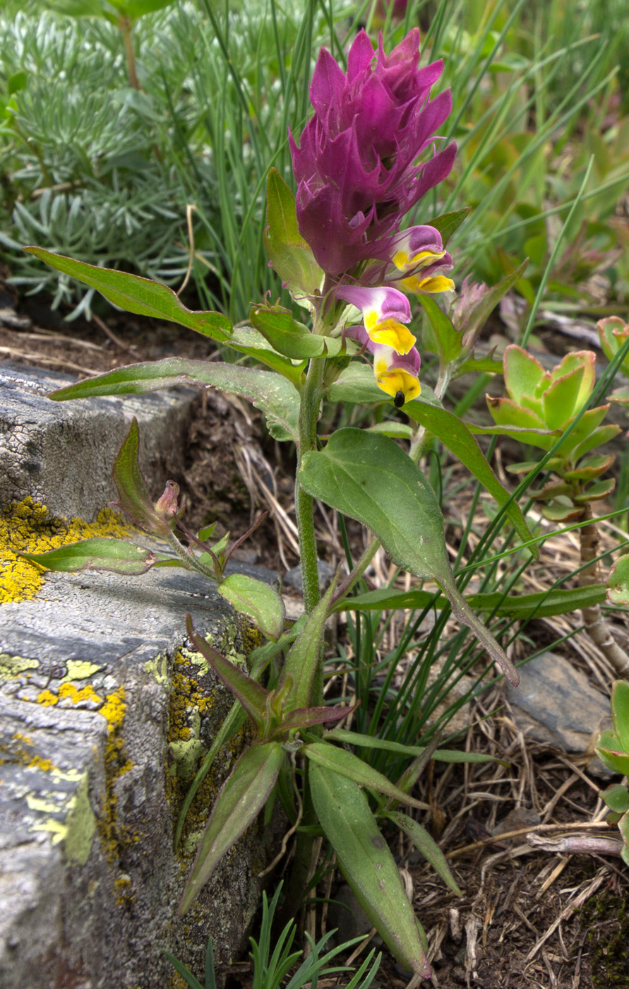 Image of Melampyrum arvense specimen.