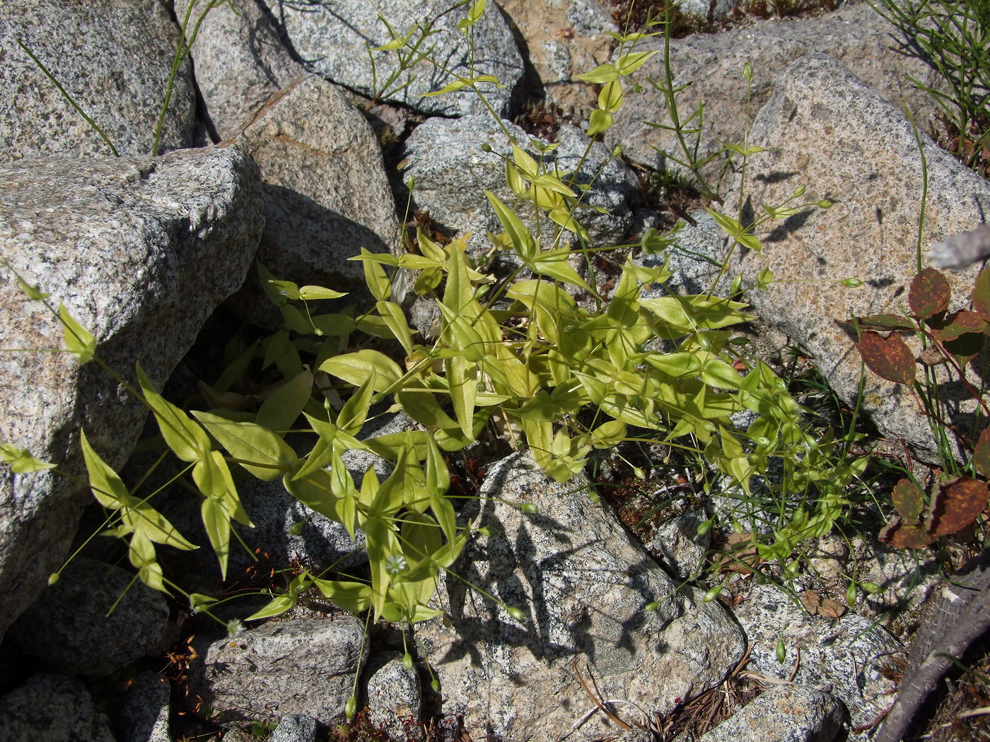 Изображение особи Stellaria fenzlii.