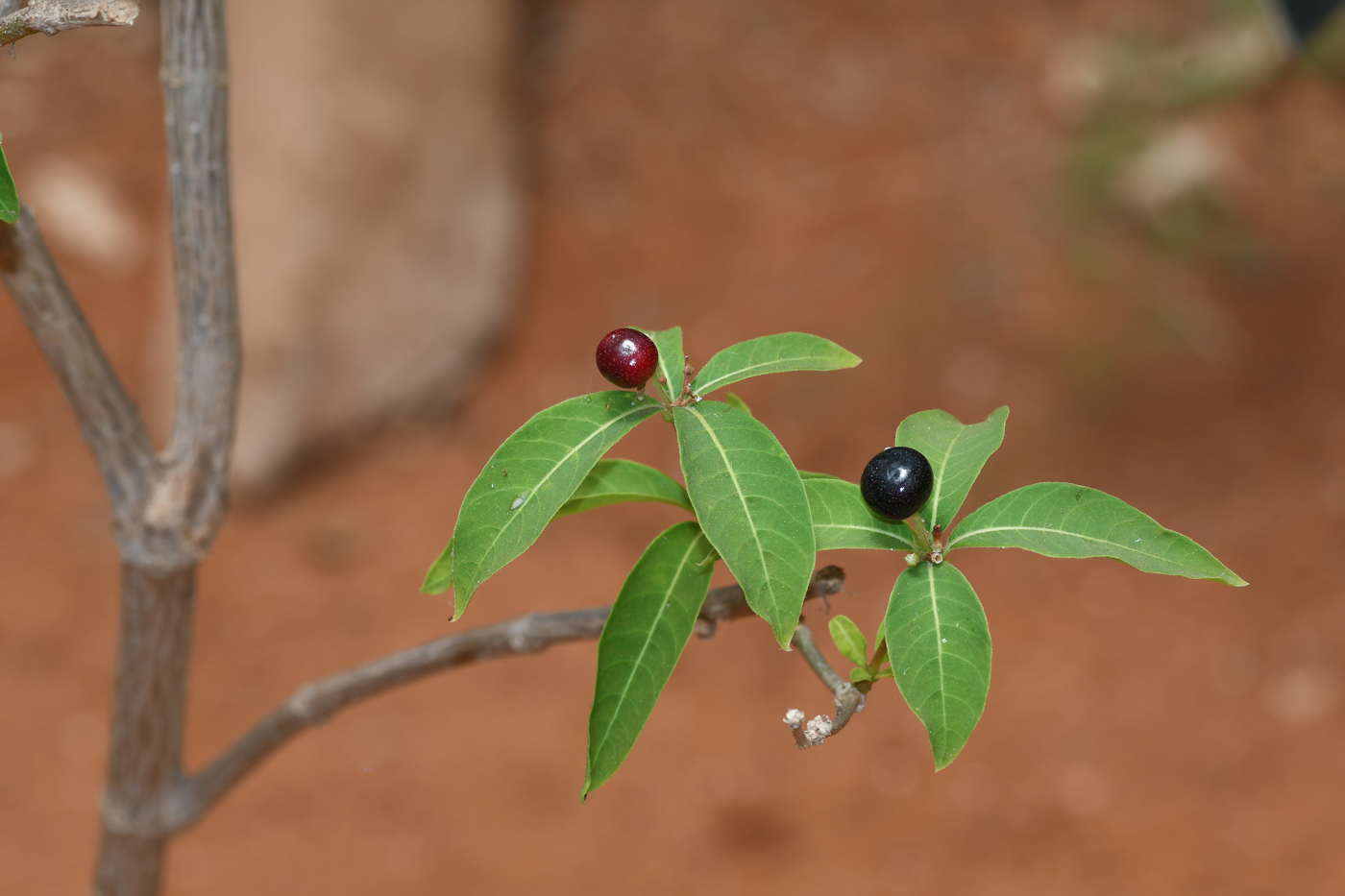 Image of Rauvolfia tetraphylla specimen.