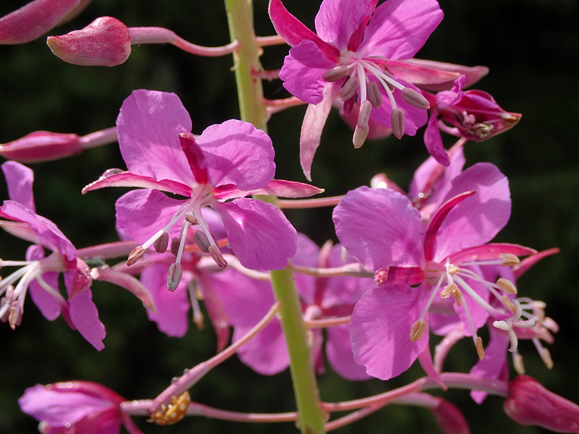 Image of Chamaenerion angustifolium specimen.