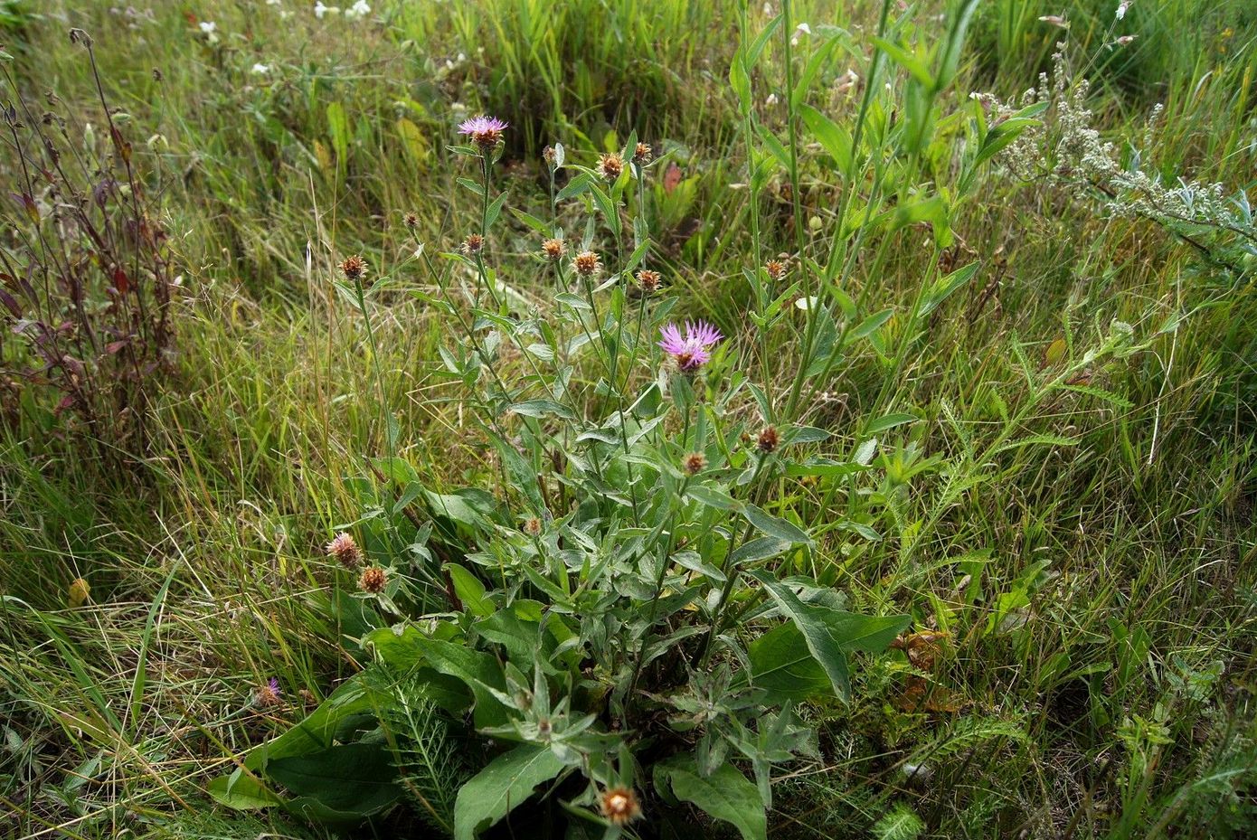 Image of Centaurea &times; similata specimen.