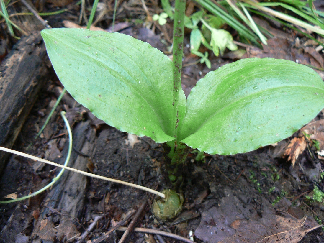 Image of Liparis japonica specimen.