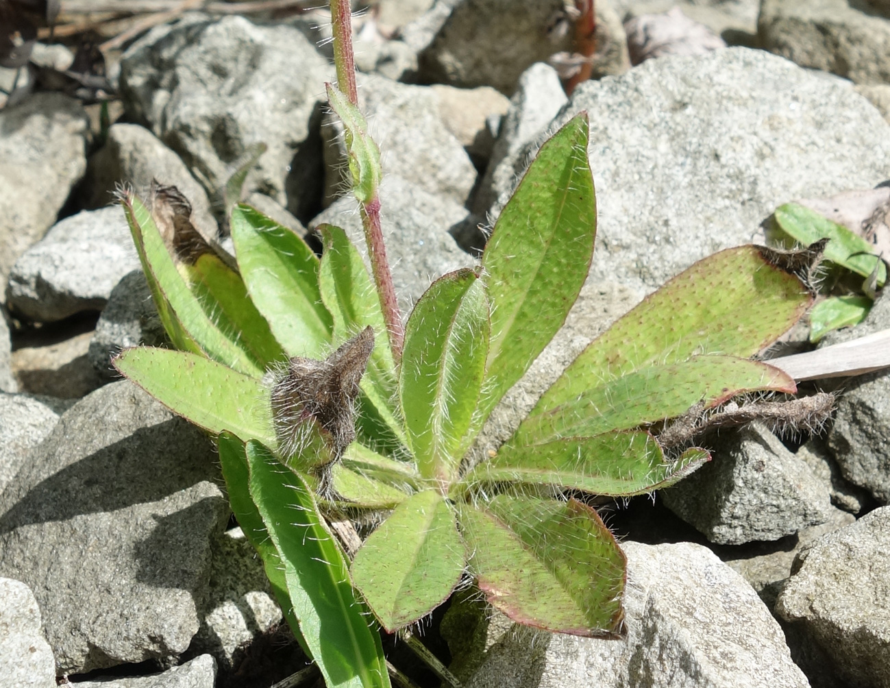 Изображение особи Pilosella aurantiaca.