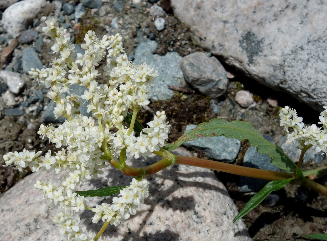 Изображение особи Aconogonon alpinum.