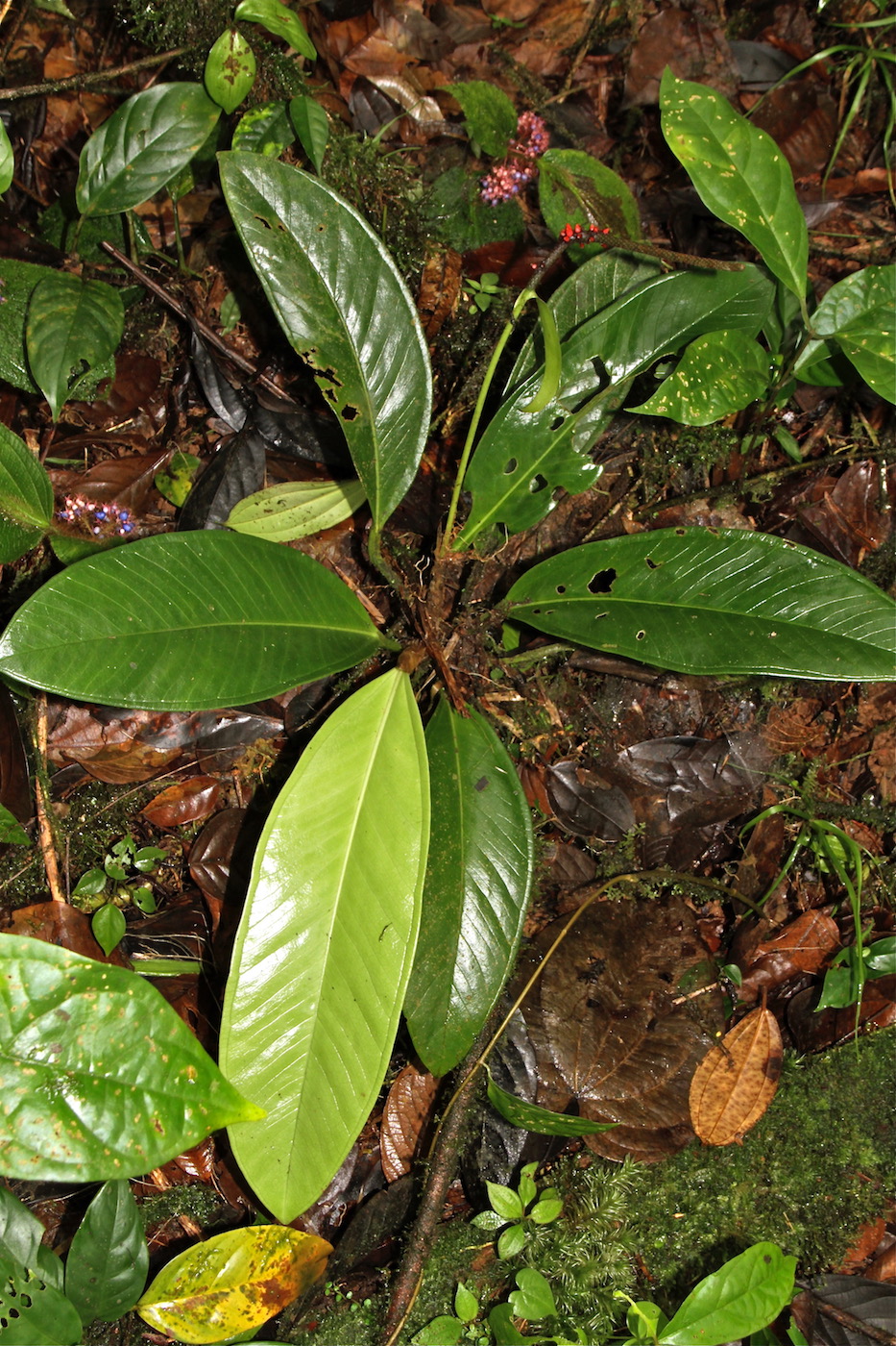 Image of Anthurium pageanum specimen.