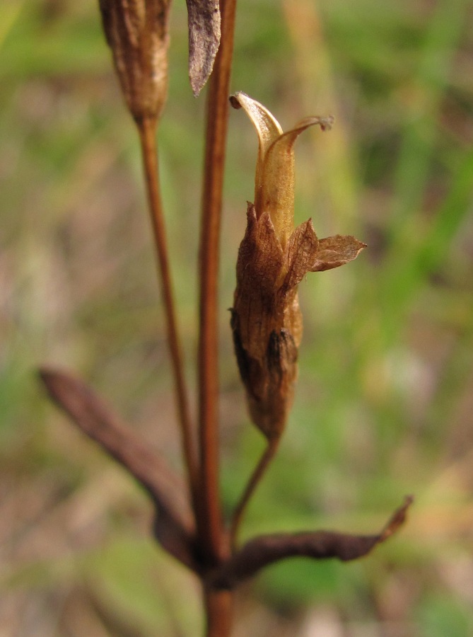 Изображение особи Gentianella lingulata.