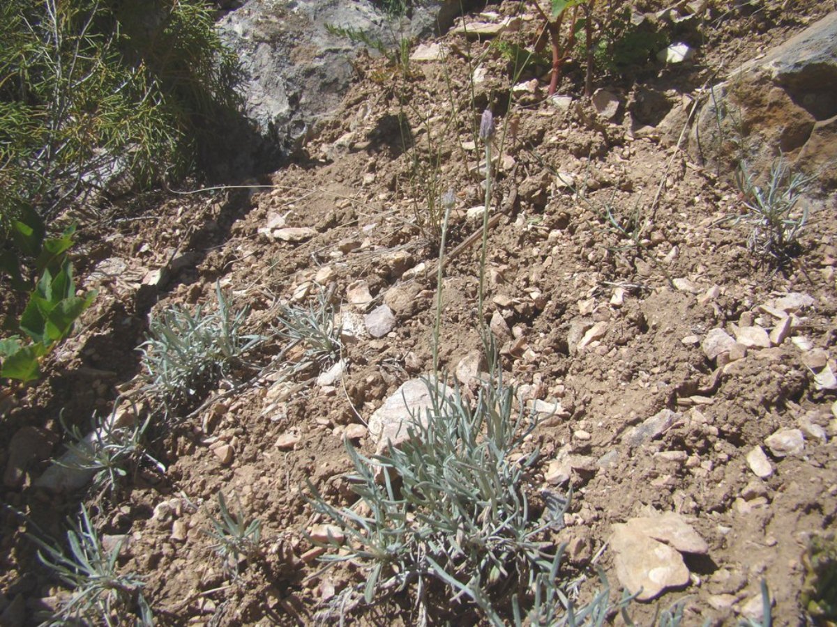 Image of Jurinea trifurcata specimen.