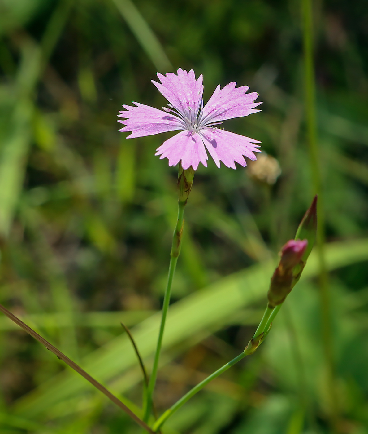 Image of Dianthus deltoides specimen.