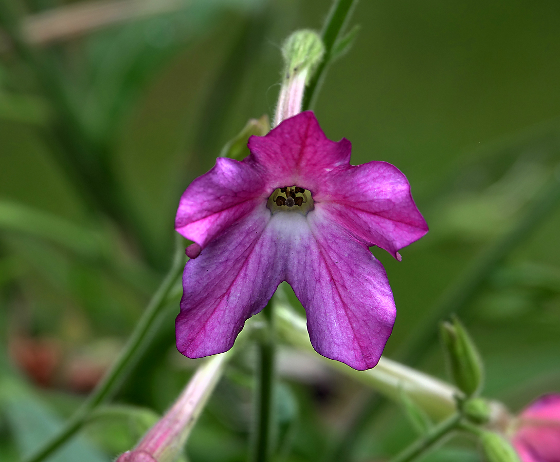 Image of Nicotiana alata specimen.