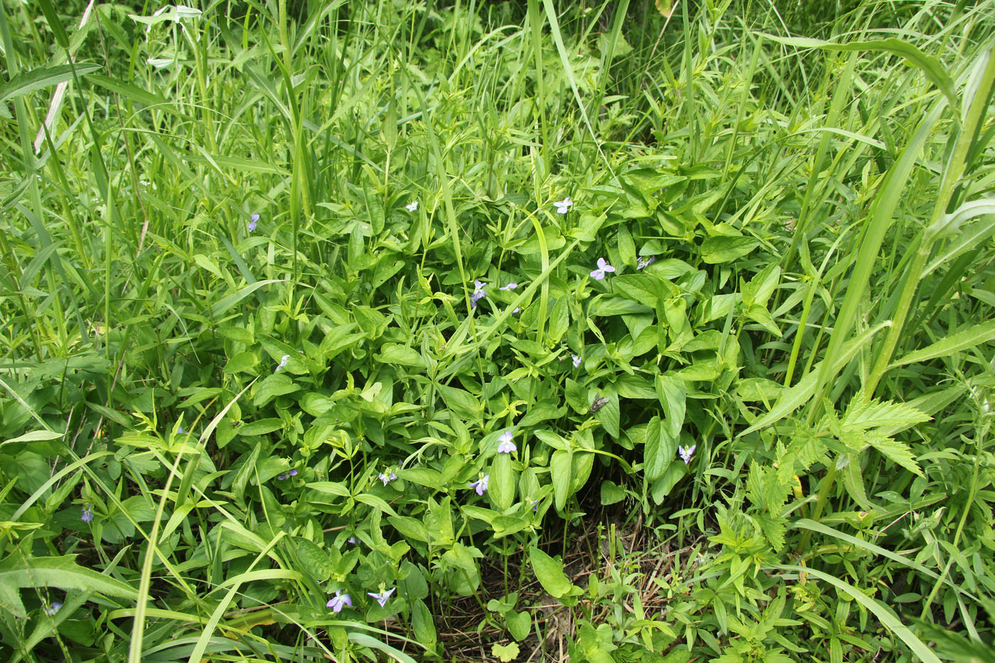 Image of genus Viola specimen.