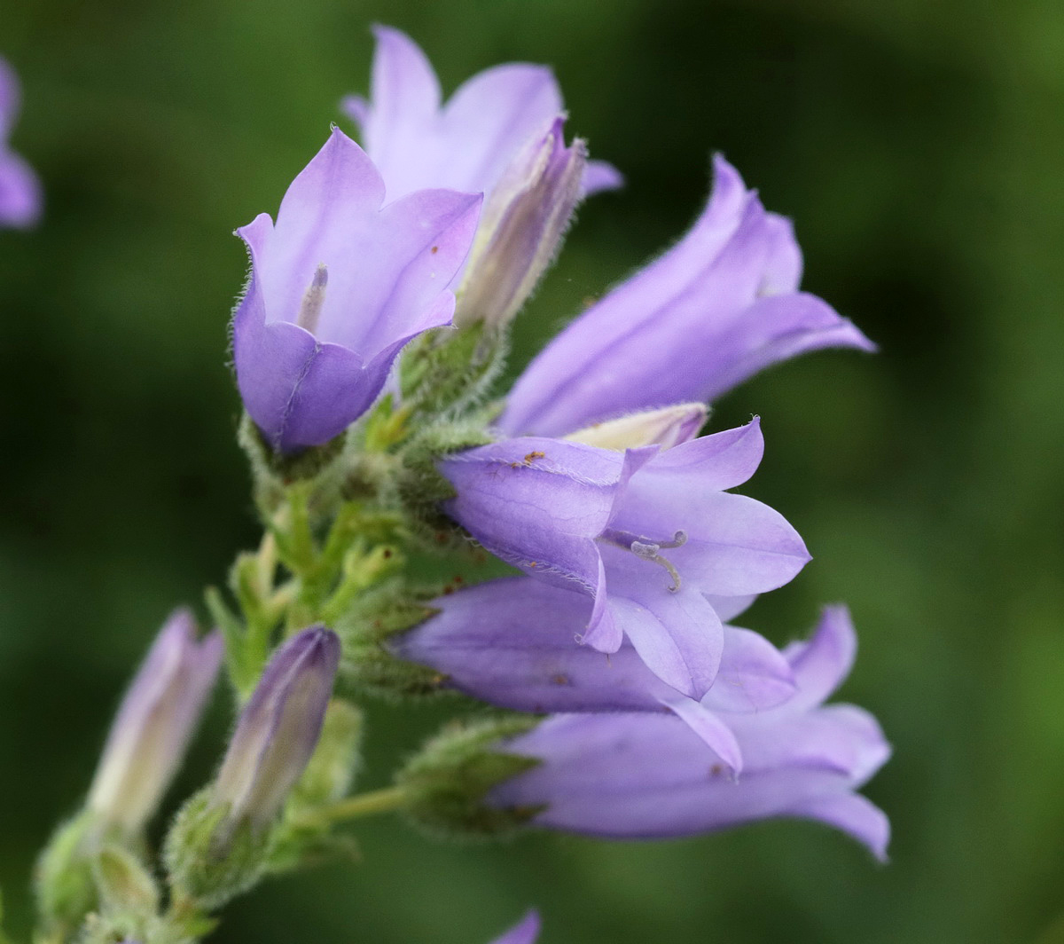 Image of Campanula praealta specimen.