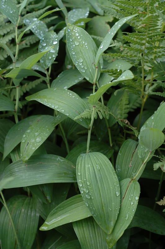 Image of Polygonatum odoratum specimen.