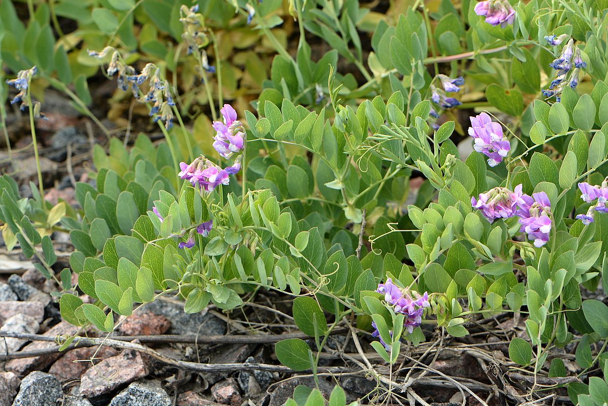 Изображение особи Lathyrus japonicus ssp. maritimus.