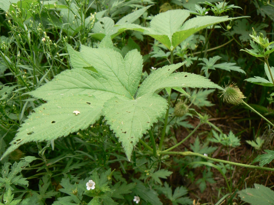 Image of Humulopsis scandens specimen.