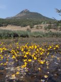 Utricularia australis