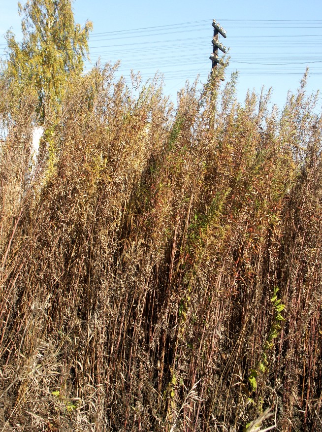 Image of Artemisia umbrosa specimen.