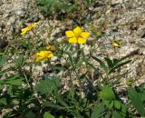 Potentilla semiglabra