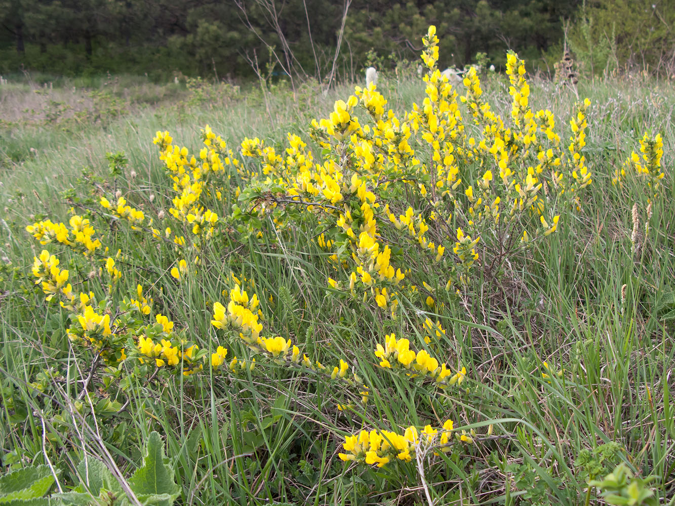 Image of Chamaecytisus wulffii specimen.