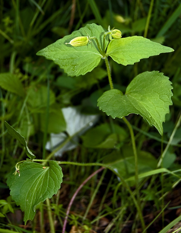 Изображение особи Viola uniflora.