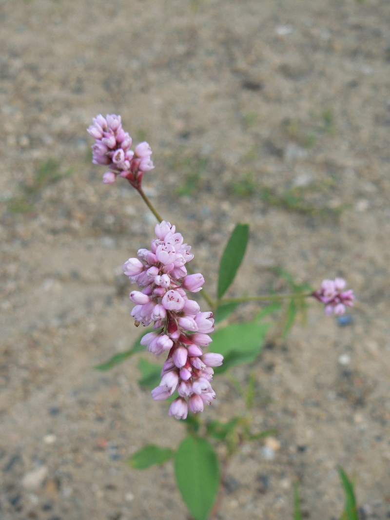 Image of Persicaria orientalis specimen.