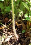 Sisymbrium loeselii. Основание побега. Республика Алтай, Чемальский р-н, правый скалистый берег р. Катунь, каменистый луг. 29.06.2010.